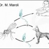Transmission cycle of the visceral zoonotic leishmaniasis