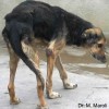 Perro enfermo de leishmaniosis con grave caquexia, onicogrifosis y úlceras